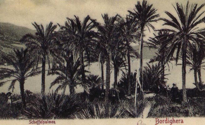 View of Bordighera:the Palms Postcard